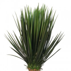 Yucca