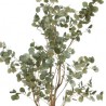 L'Eucalyptus